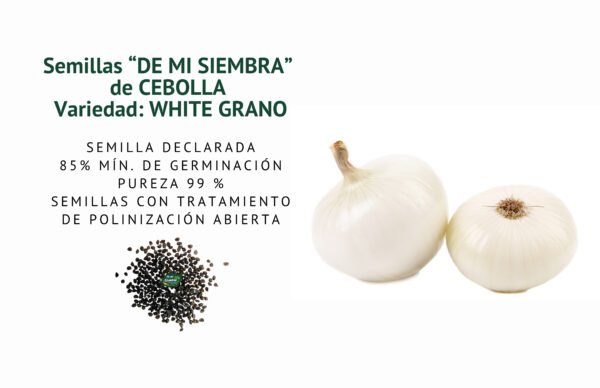 cebolla white grano semillas informaciÓn