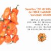 chile habanero orange semillas informaciÓn