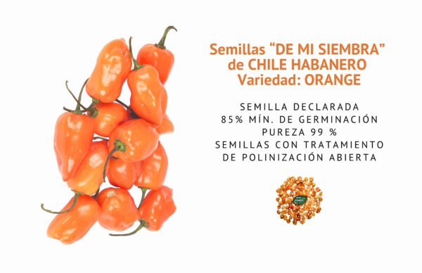 chile habanero orange semillas informaciÓn