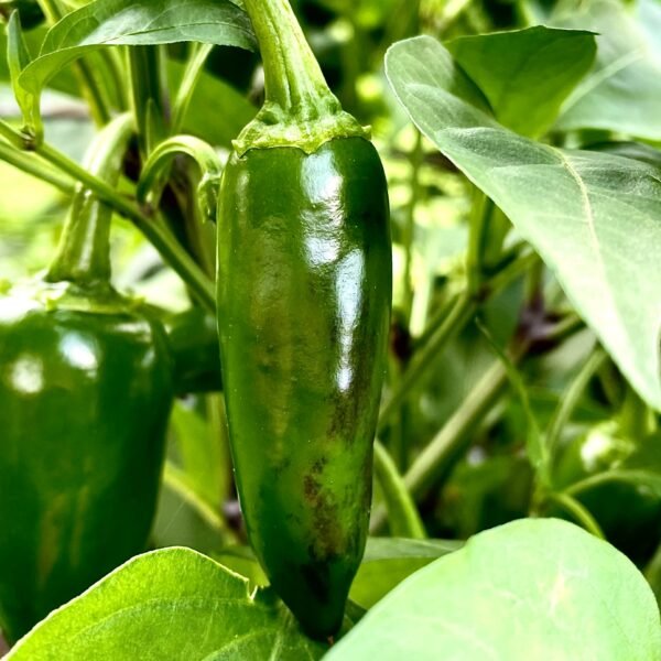 chile serrano tampiqueÑo foto 2