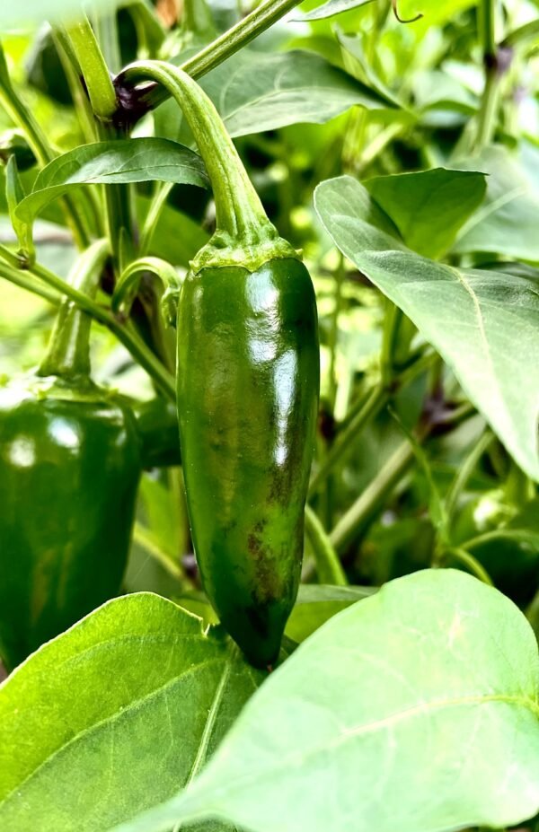 chile serrano tampiqueÑo foto 2