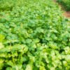 cilantro nacional foto 1