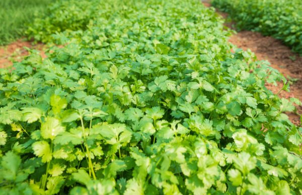 cilantro nacional foto 1