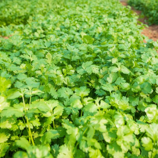 cilantro nacional foto 1