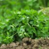 cilantro nacional foto 2