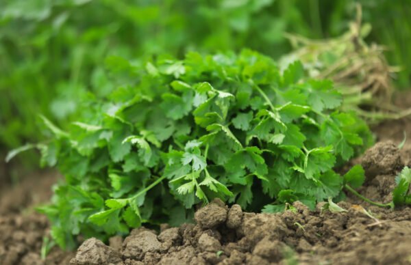 cilantro nacional foto 2