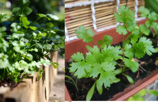cilantro nacional foto 3