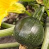 calabaza zuchinni round foto 1