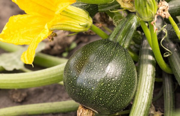 calabaza zuchinni round foto 1