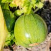 calabaza zuchinni round foto 2