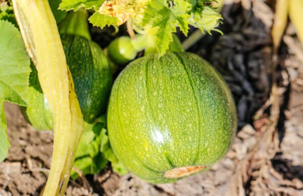 calabaza zuchinni round foto 2