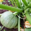 calabaza zuchinni round foto 3