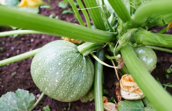 calabaza zuchinni round foto 3