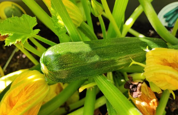 calabaza zuchinni grey foto 1