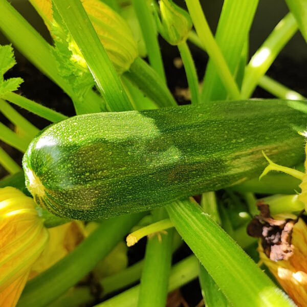 calabaza zuchinni grey foto 1