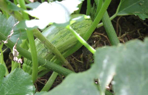 calabaza zuchinni grey foto 2