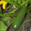 calabaza zuchinni grey foto 3