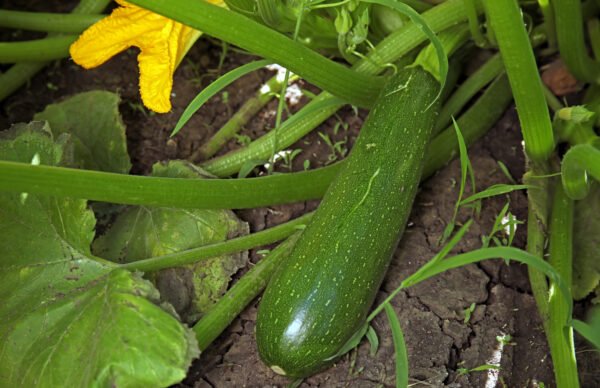 calabaza zuchinni grey foto 3