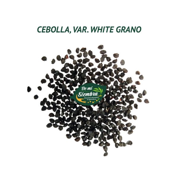 cebolla white grano semillas 1