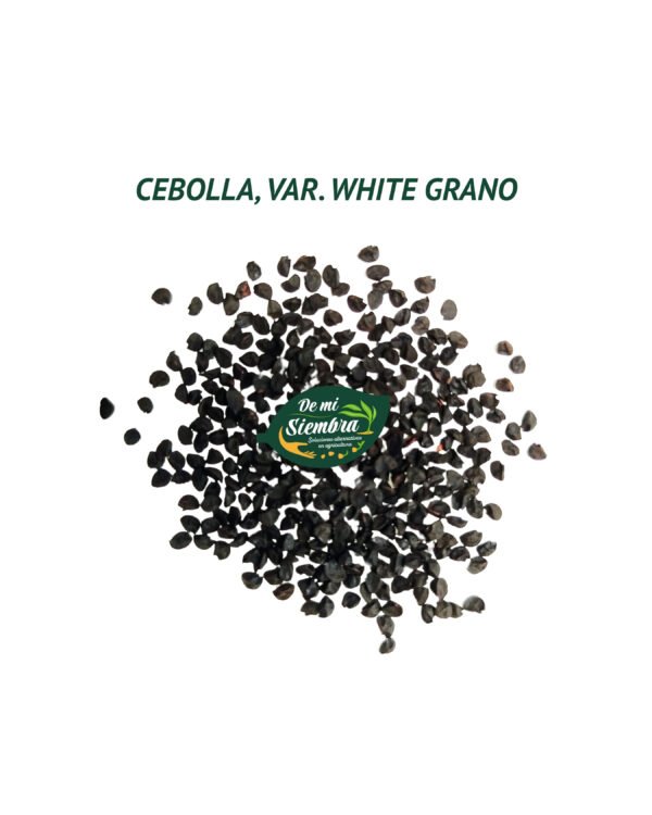 cebolla white grano semillas 1