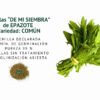 epazote comÚn semillas informaciÓn