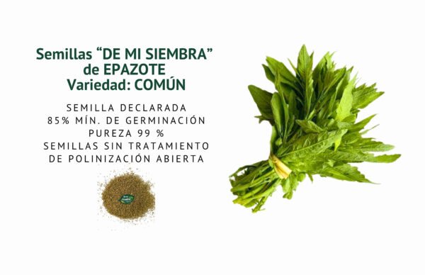 epazote comÚn semillas informaciÓn