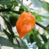 habanero orange foto 2