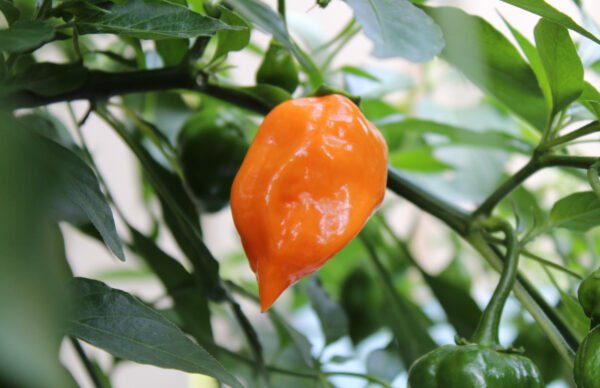 habanero orange foto 2
