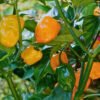habanero orange foto 3