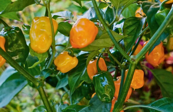 habanero orange foto 3