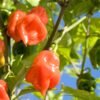 habanero orange foto 4