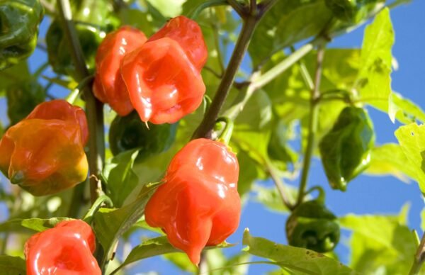 habanero orange foto 4
