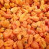 habanero orange foto1