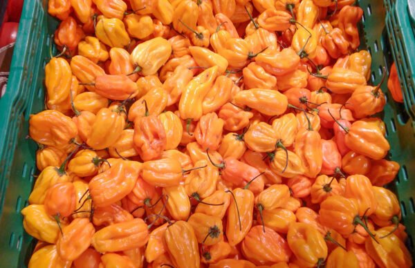 habanero orange foto1