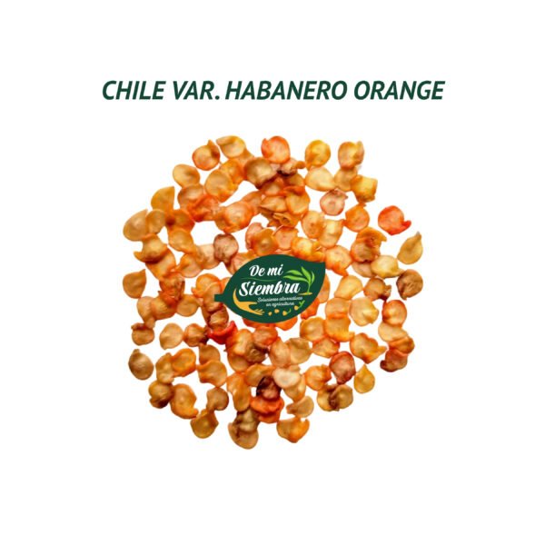 habanero orange semillas 1