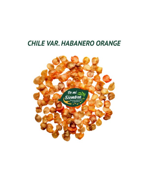 habanero orange semillas 1