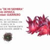 jamaica guerrero semillas informaciÓn