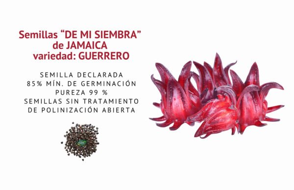 jamaica guerrero semillas informaciÓn