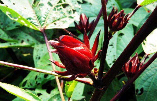 jamaica guerrero foto 3