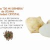 jicama crystal semillas informaciÓn