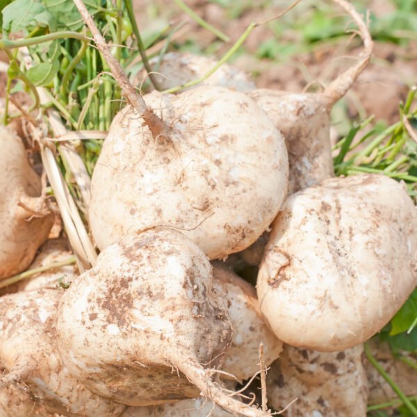 jicama crystal foto 1