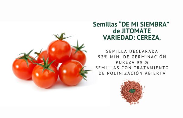 jitomate cereza semillas informaciÓn