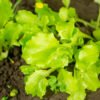 lechuga black seed foto 1