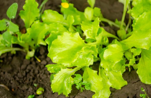 lechuga black seed foto 1