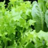 lechuga black seed foto 3