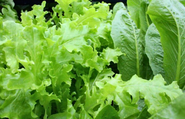 lechuga black seed foto 3