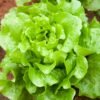 lechuga black seed foto 5