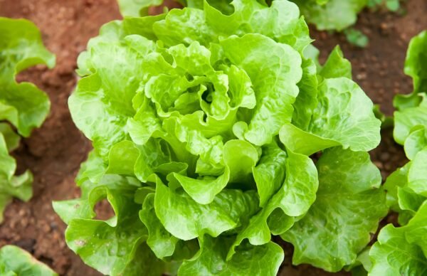 lechuga black seed foto 5
