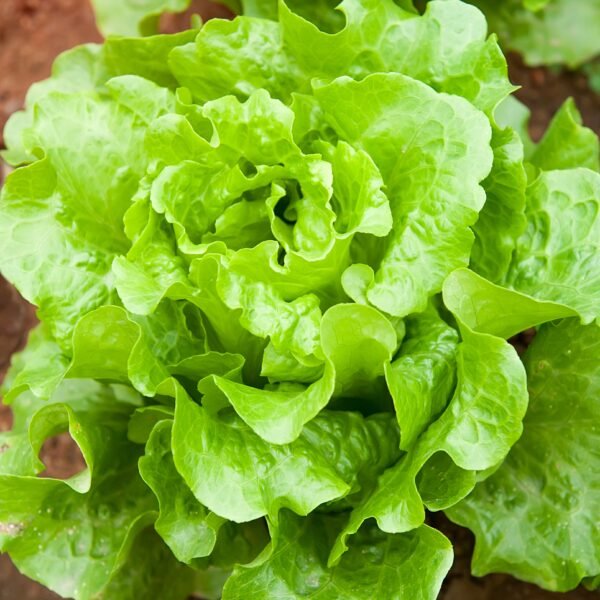 lechuga black seed foto 5
