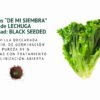 lechuga black seeded semillas informaciÓn